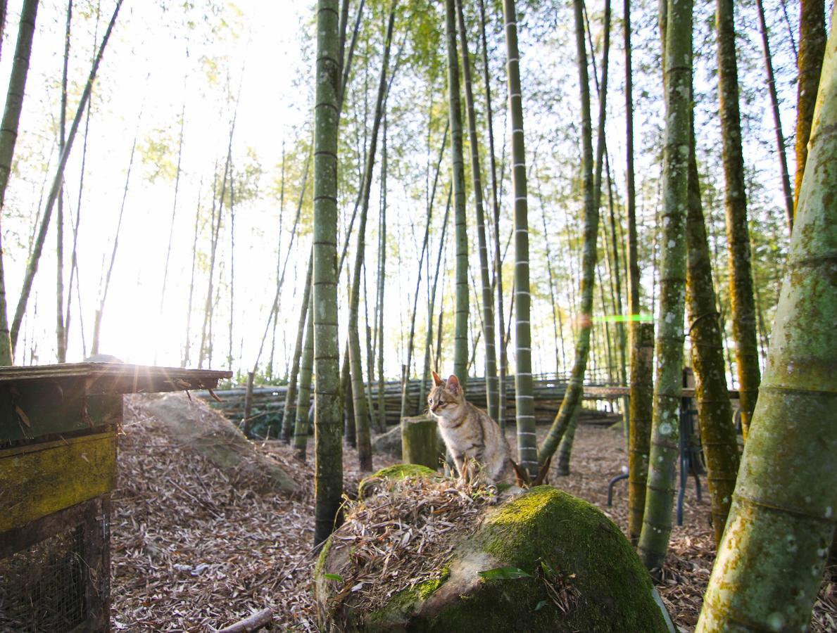 Fanlu Alishan Sunrise B&B מראה חיצוני תמונה